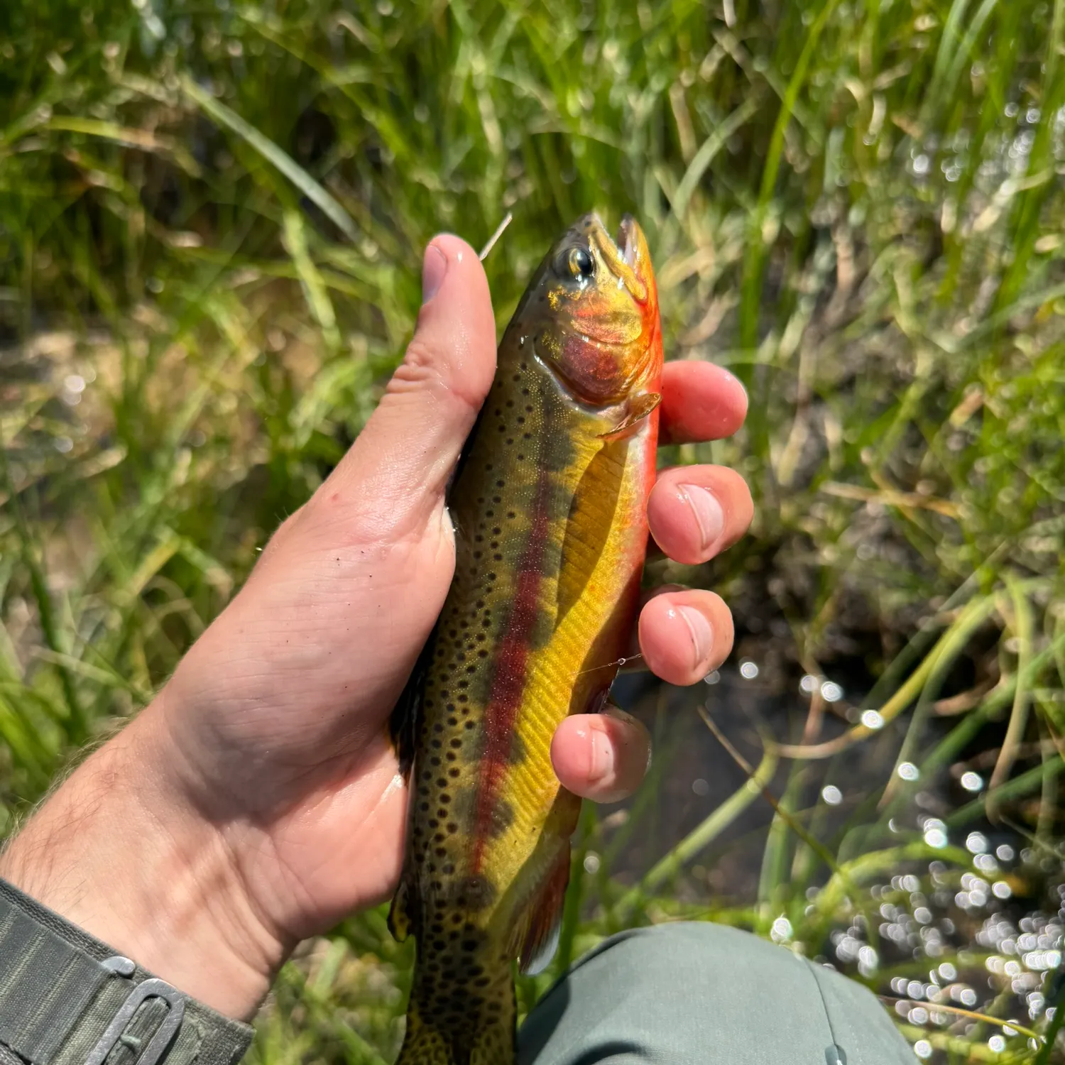 The most recent Golden trout catches on Fishbrain