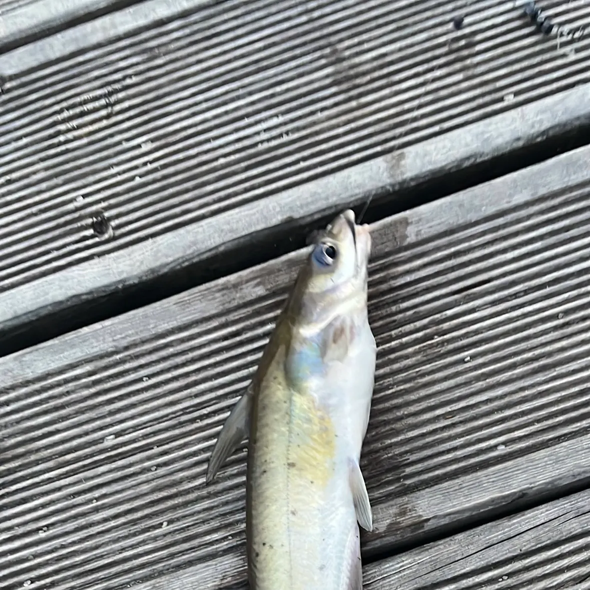 Brown bullhead caught on Fishbrain