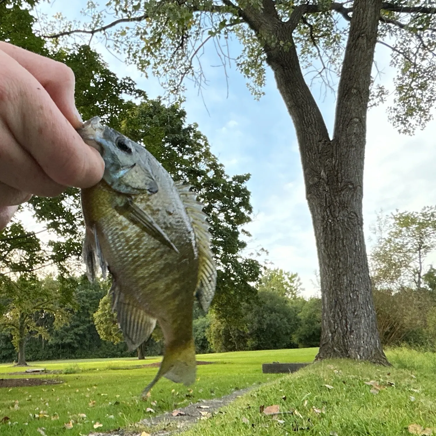 Bluegill caught on Fishbrain