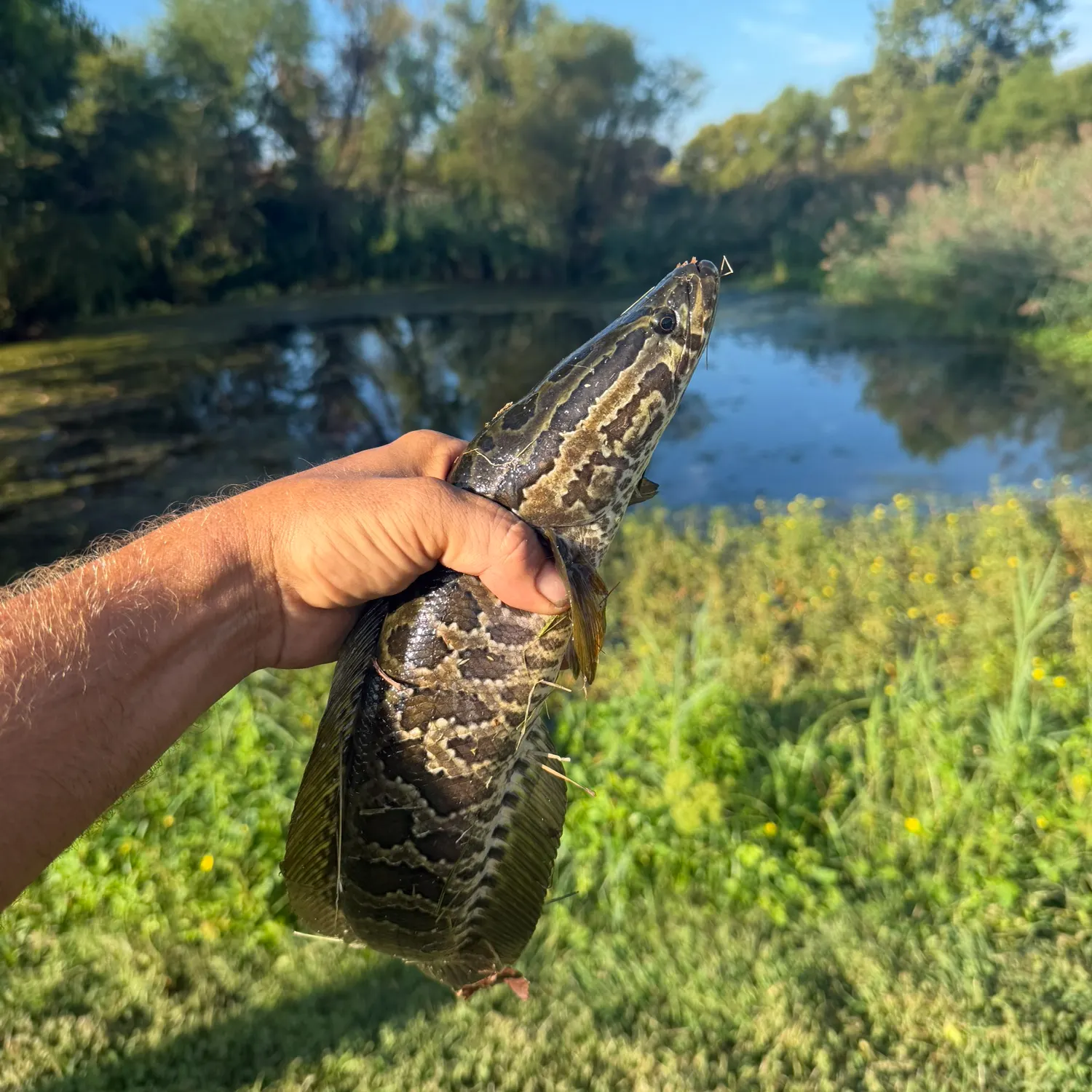 Northern snakehead caught on Fishbrain