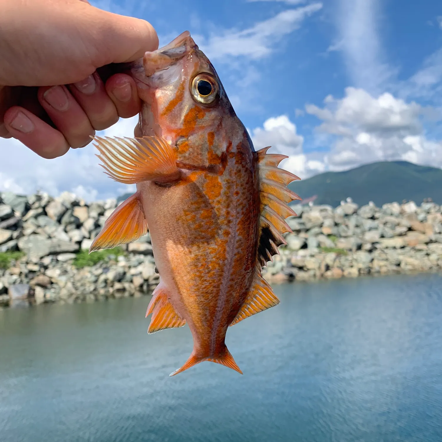 Canary rockfish caught on Fishbrain