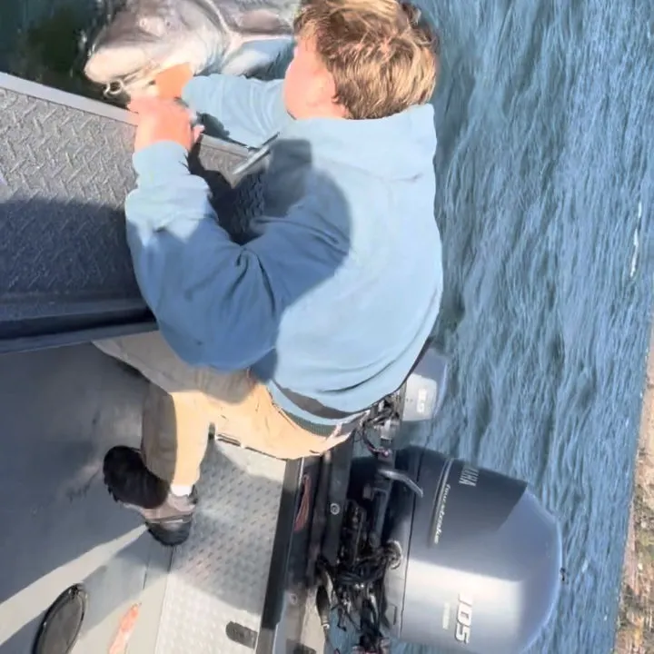White sturgeon caught on Fishbrain