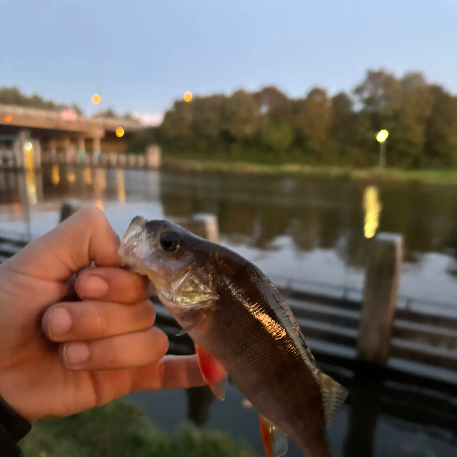 European perch caught on Fishbrain