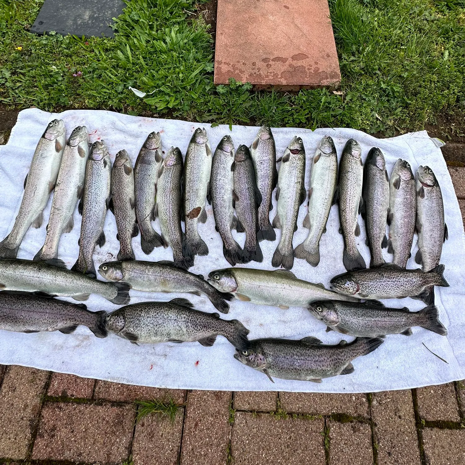 recently logged catches