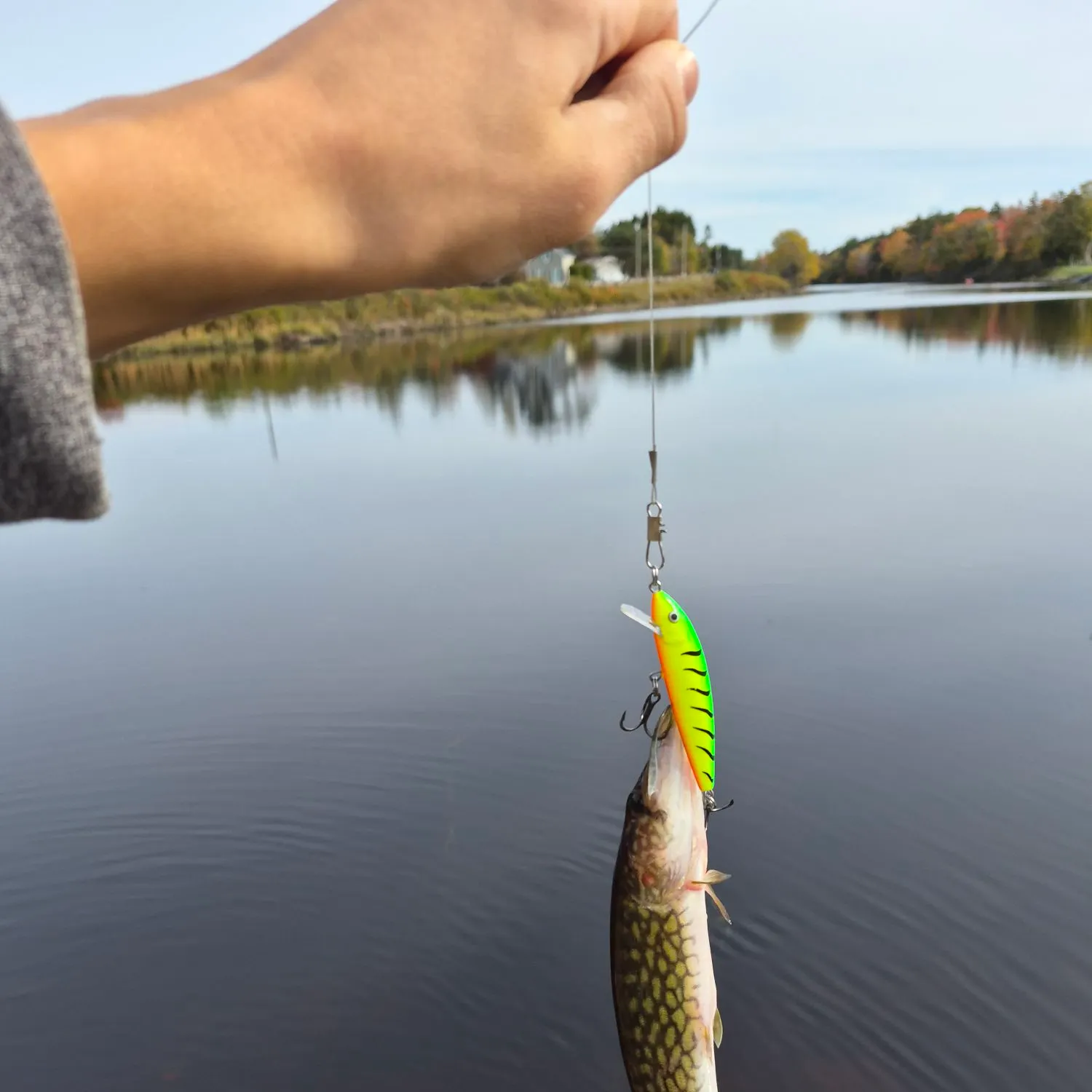 Chain pickerel caught on Fishbrain