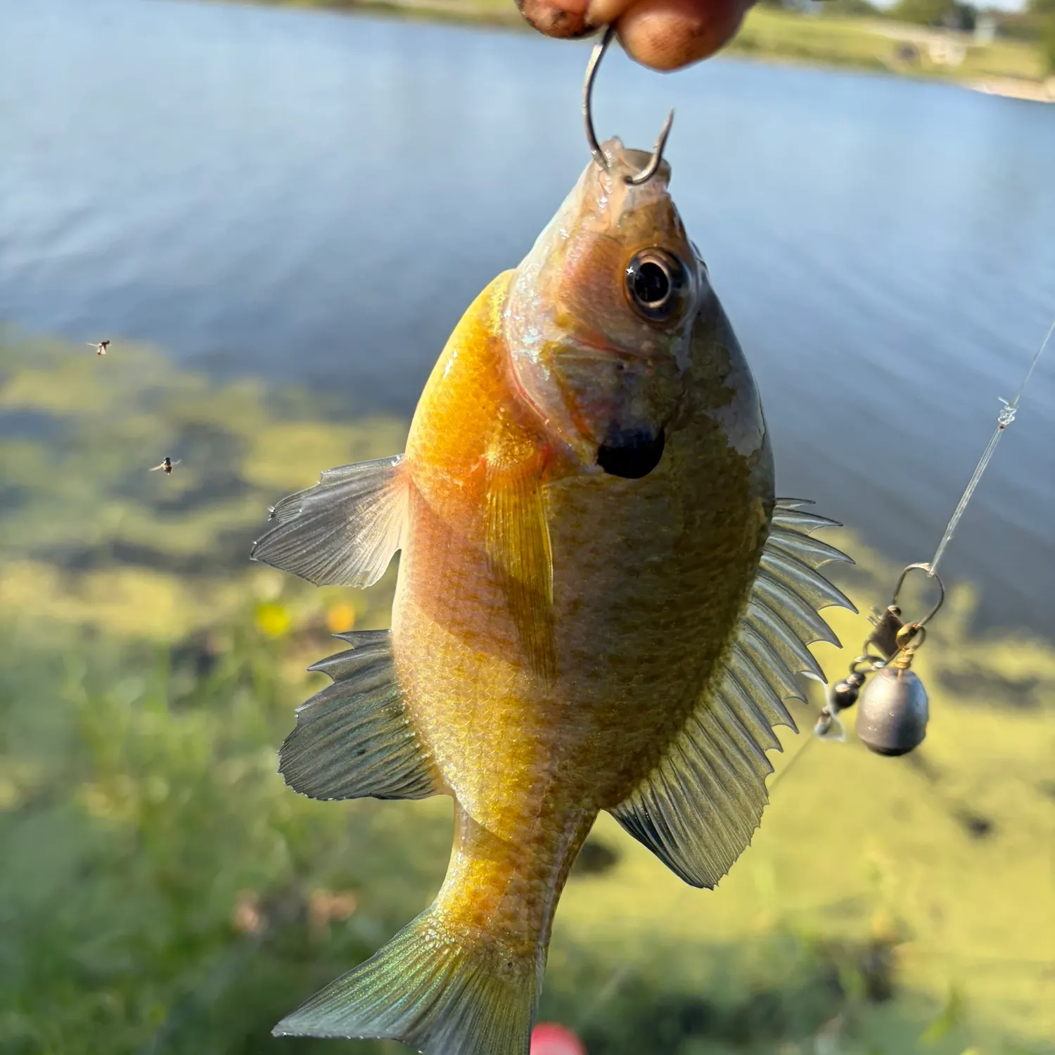 Bluegill caught on Fishbrain