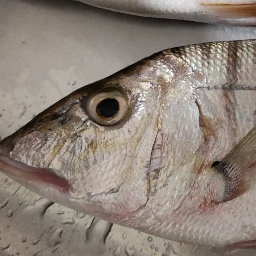 The most recent Striped seabream catches on Fishbrain