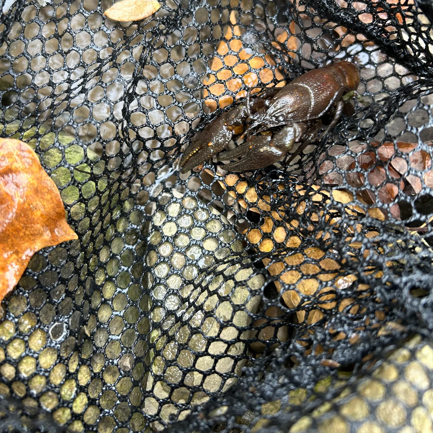 The most recent Rusty crayfish catches on Fishbrain
