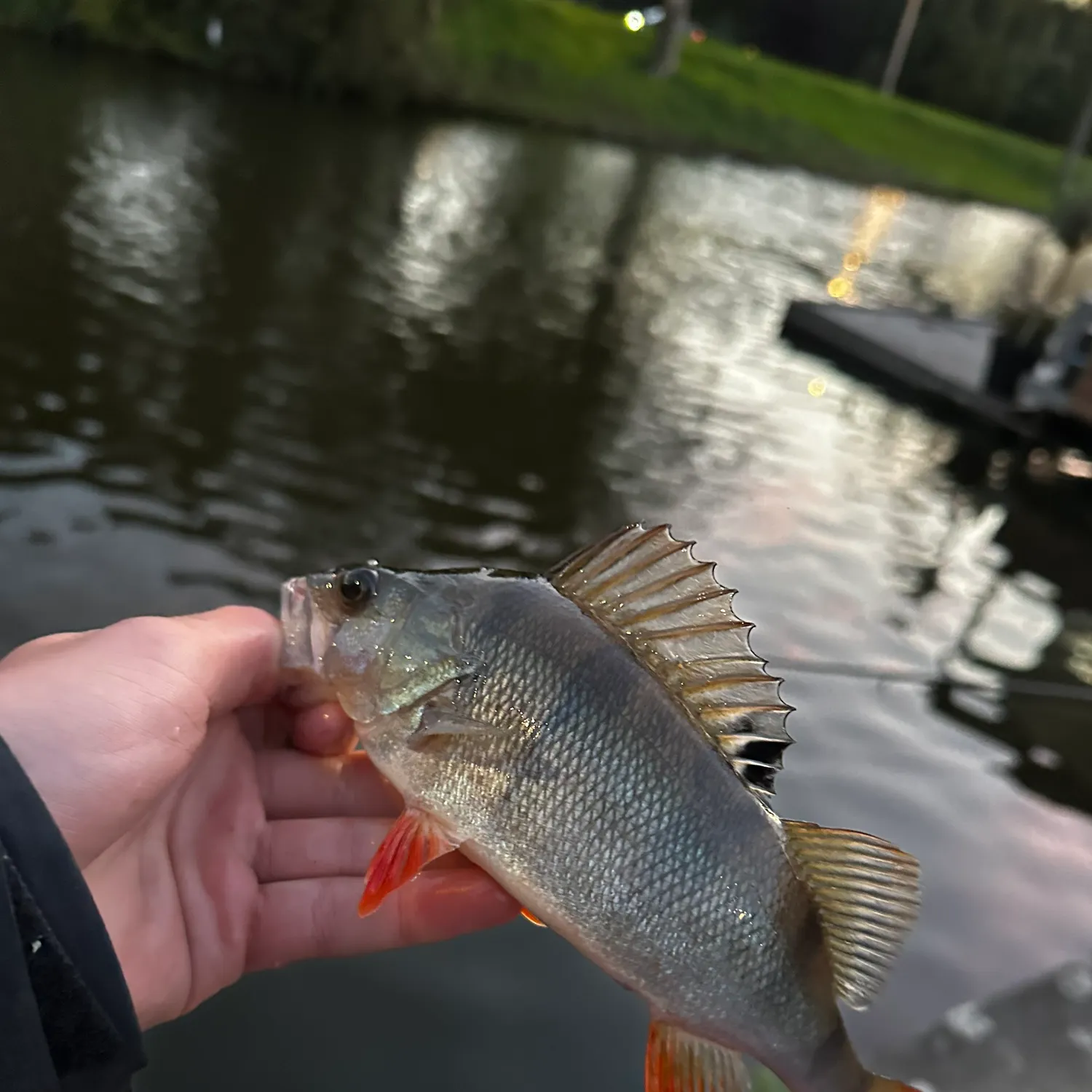 European perch caught on Fishbrain