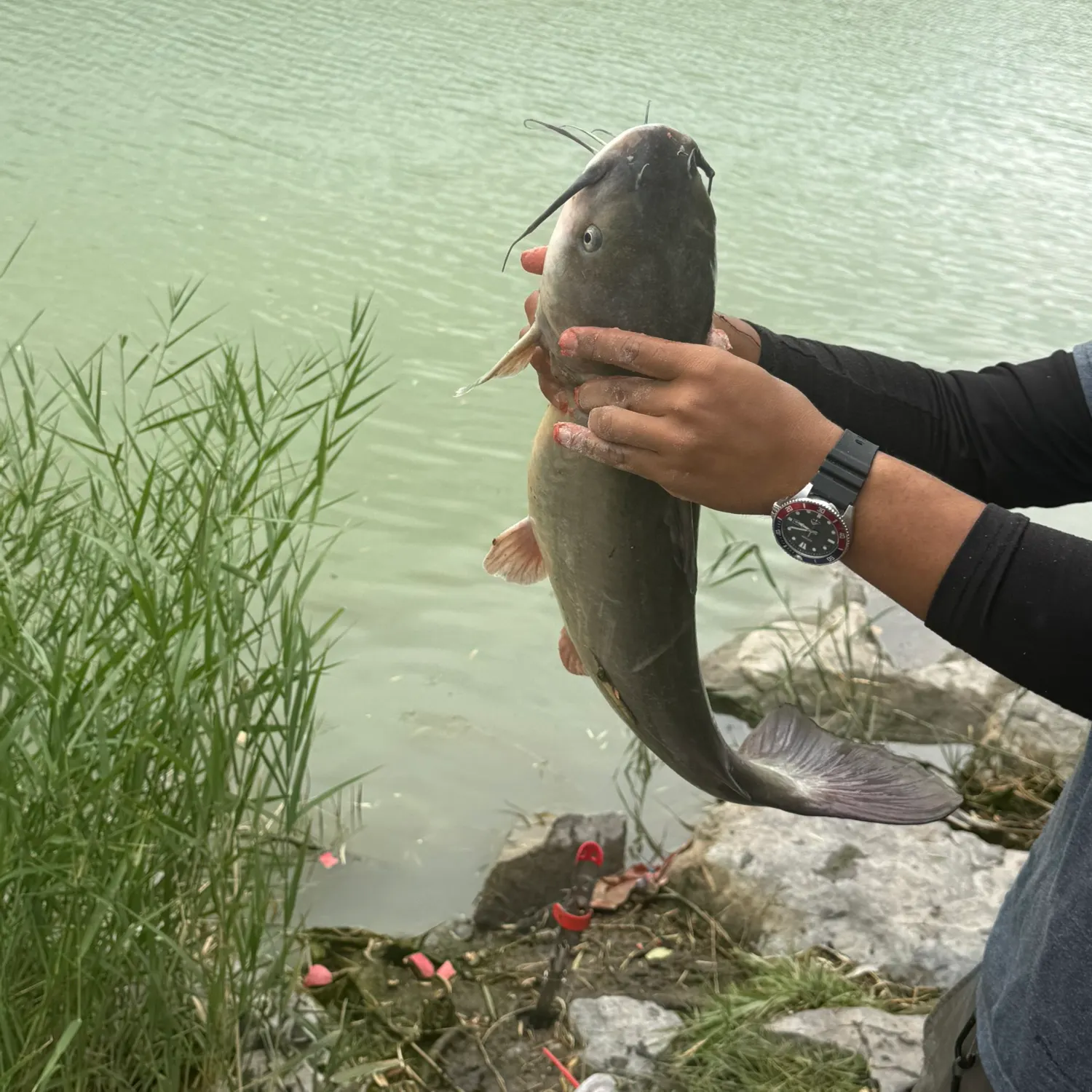 Channel catfish caught on Fishbrain