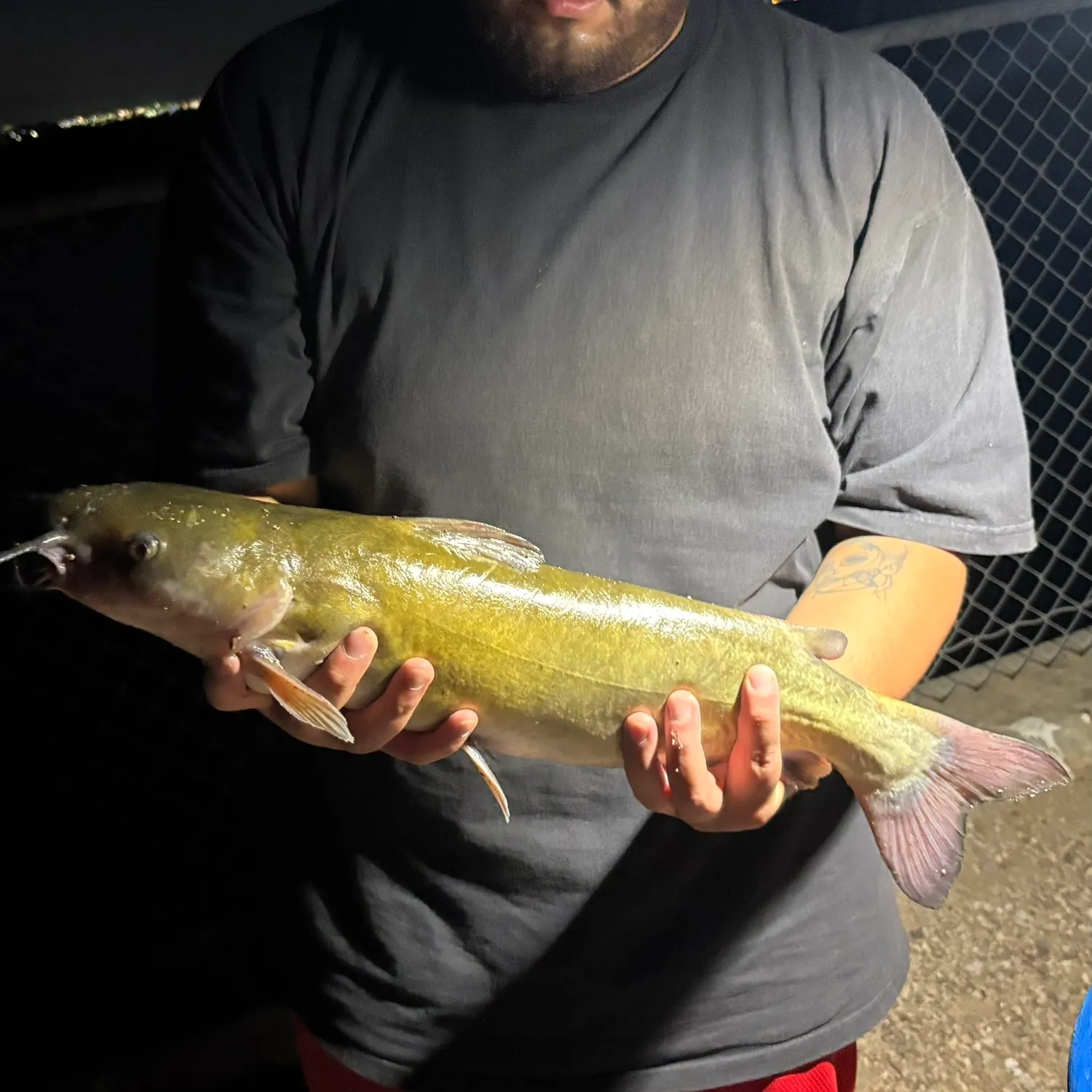 Channel catfish caught on Fishbrain