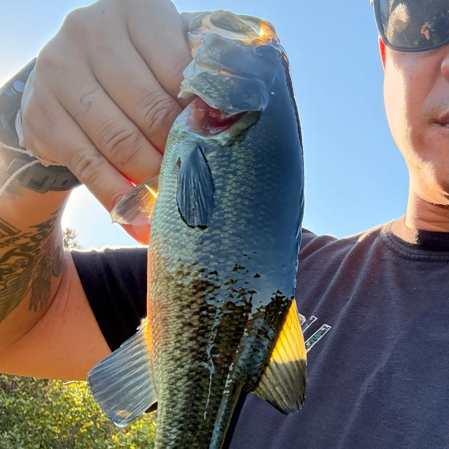 Largemouth bass caught on Fishbrain