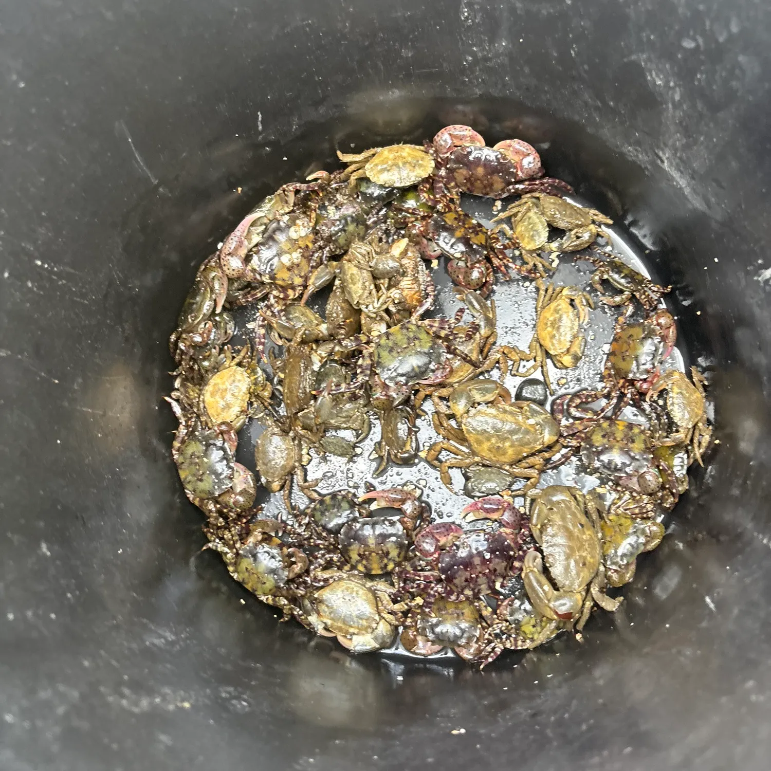 The most recent Asian shore crab catches on Fishbrain