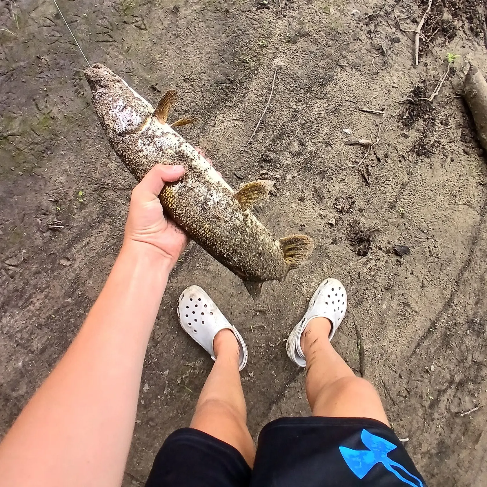 Northern pike caught on Fishbrain