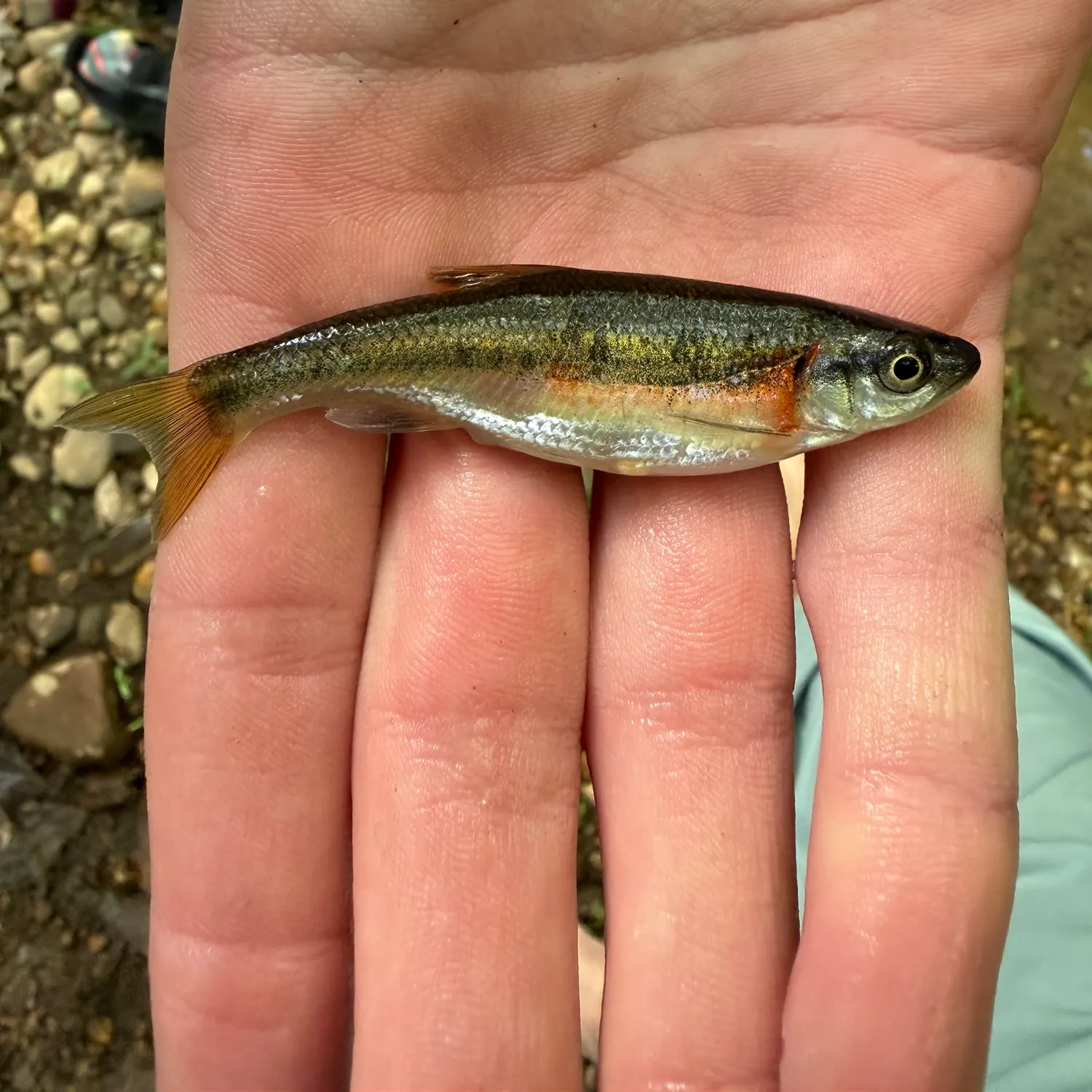 The most recent Rosyside dace catches on Fishbrain