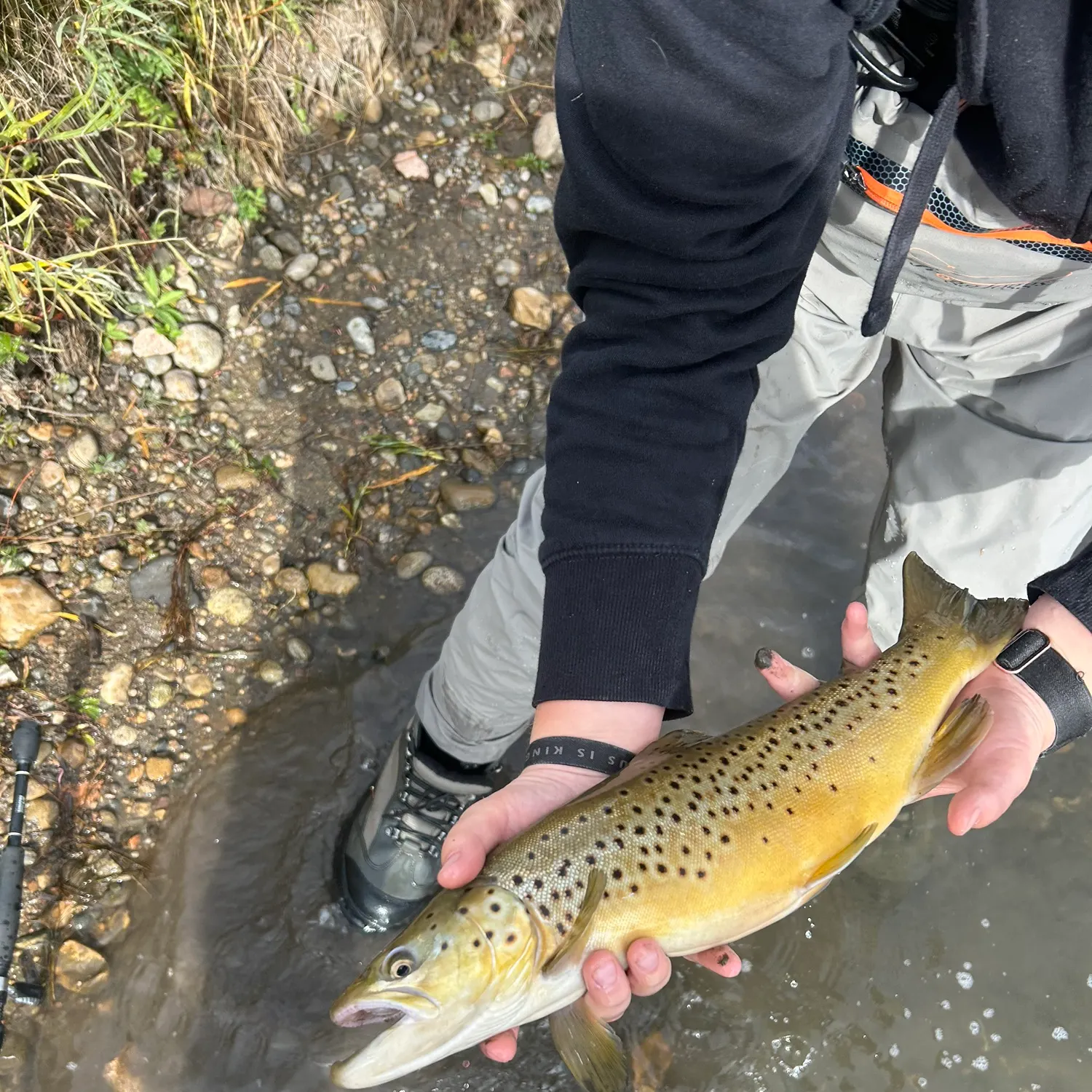 Brown trout caught on Fishbrain