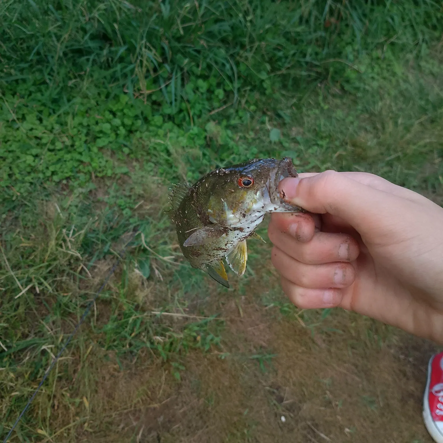 Smallmouth bass caught on Fishbrain