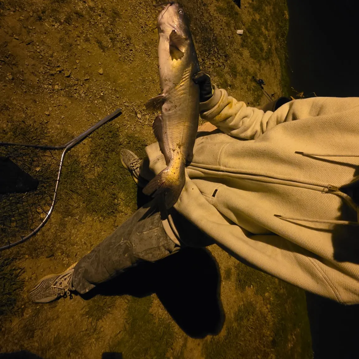 Channel catfish caught on Fishbrain
