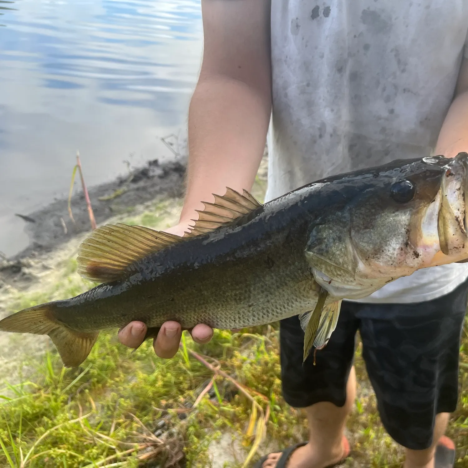 Largemouth bass caught on Fishbrain