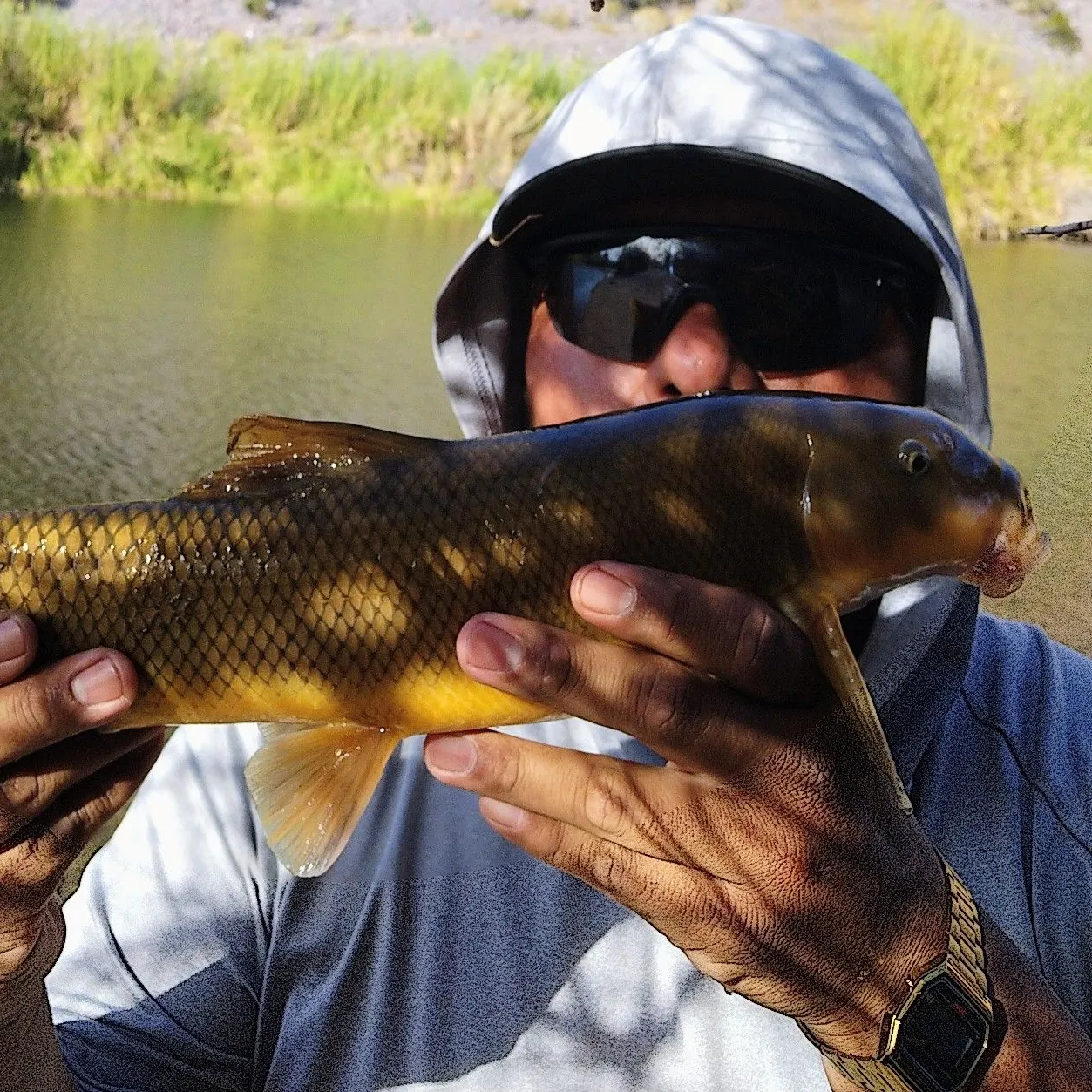 The most recent Sonora sucker catches on Fishbrain