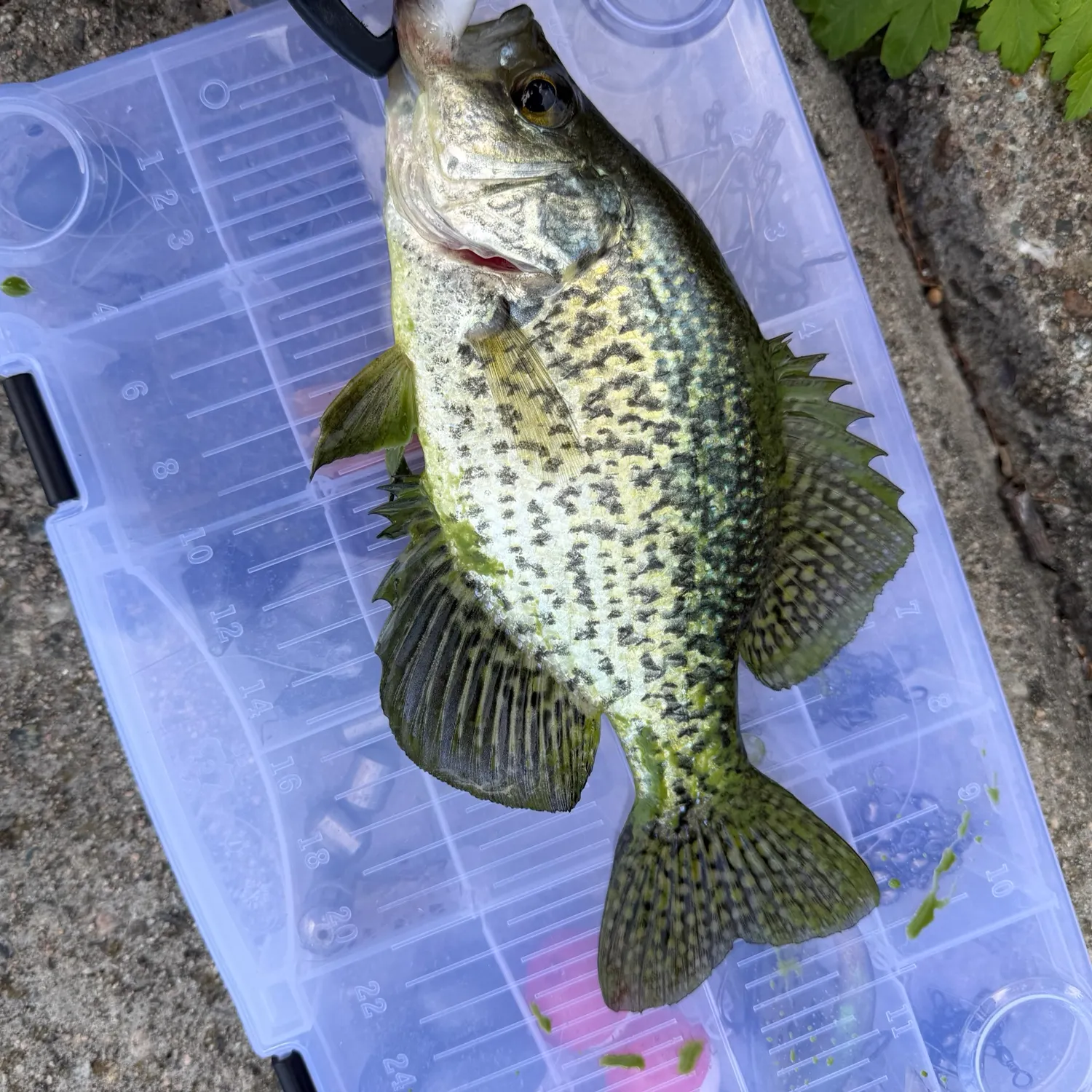 Black crappie caught on Fishbrain