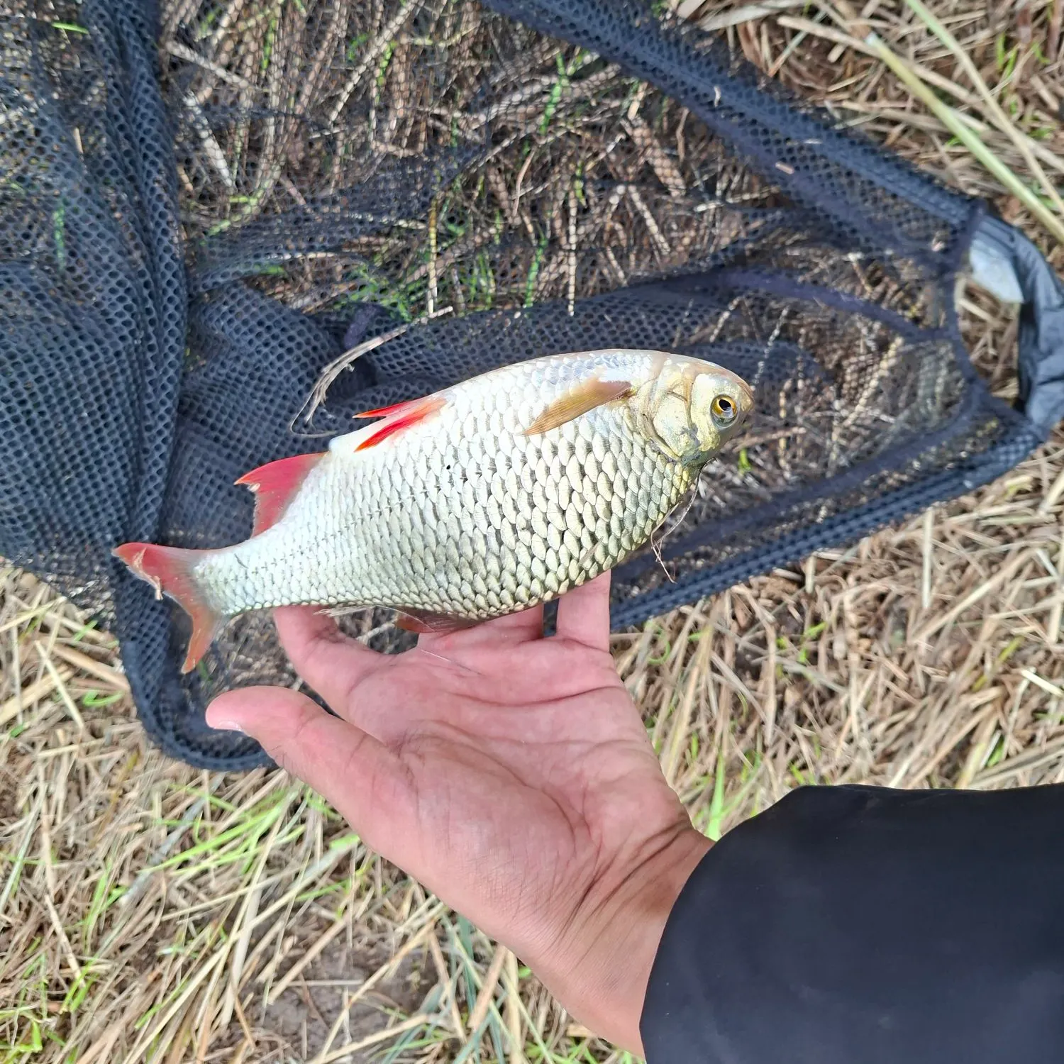 Common rudd caught on Fishbrain