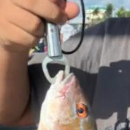 Lane snapper caught on Fishbrain