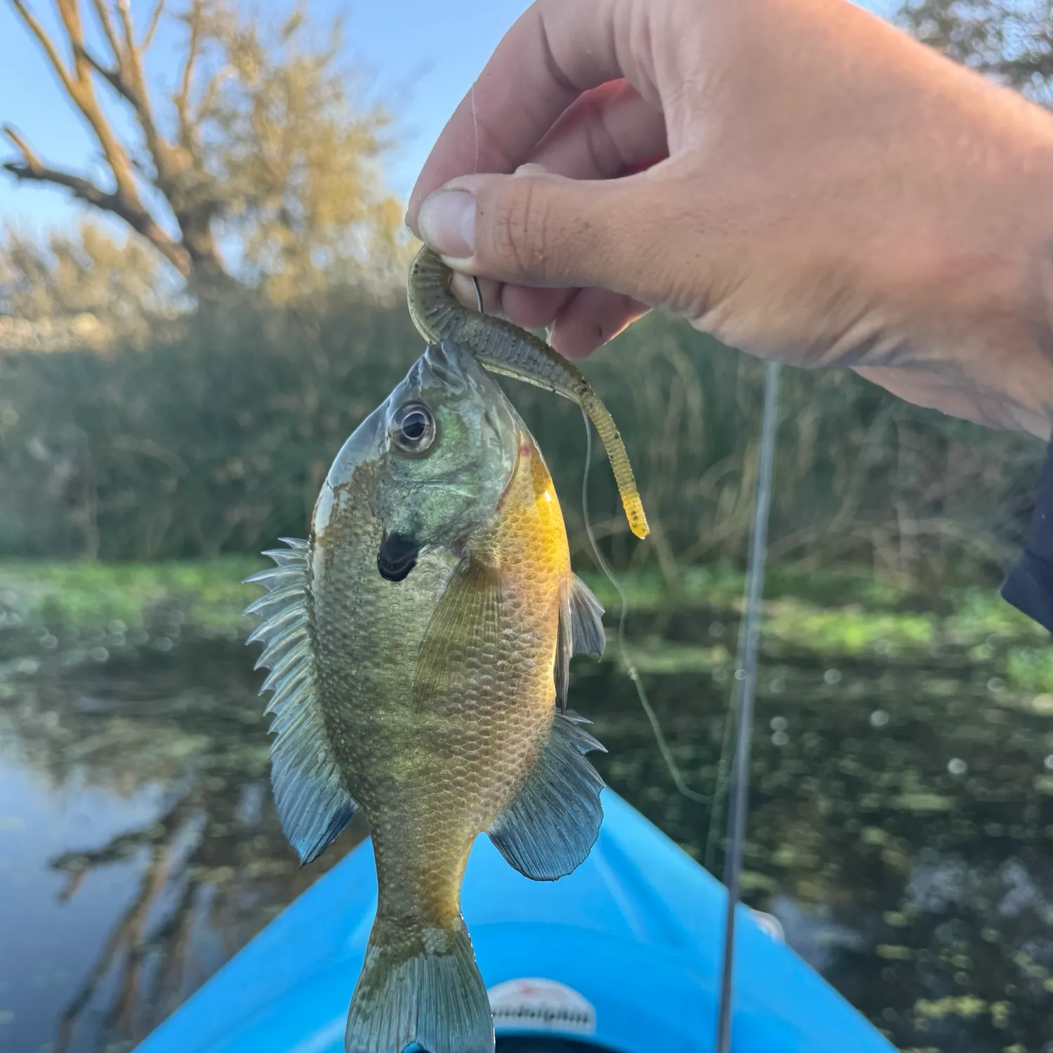 Bluegill caught on Fishbrain