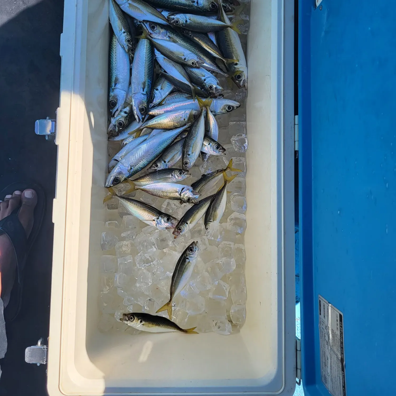The most recent Japanese jack mackerel catches on Fishbrain