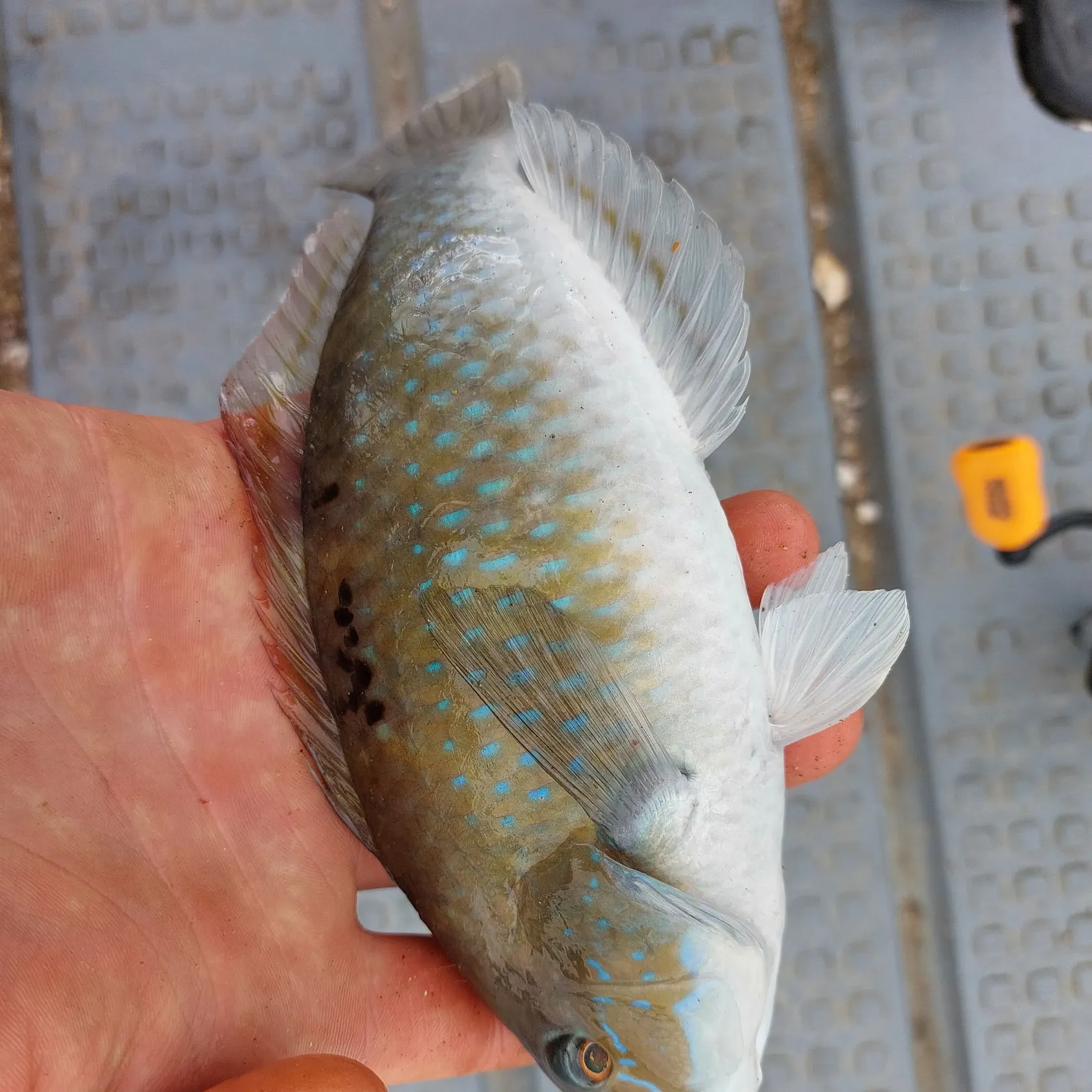 Spotty wrasse caught on Fishbrain