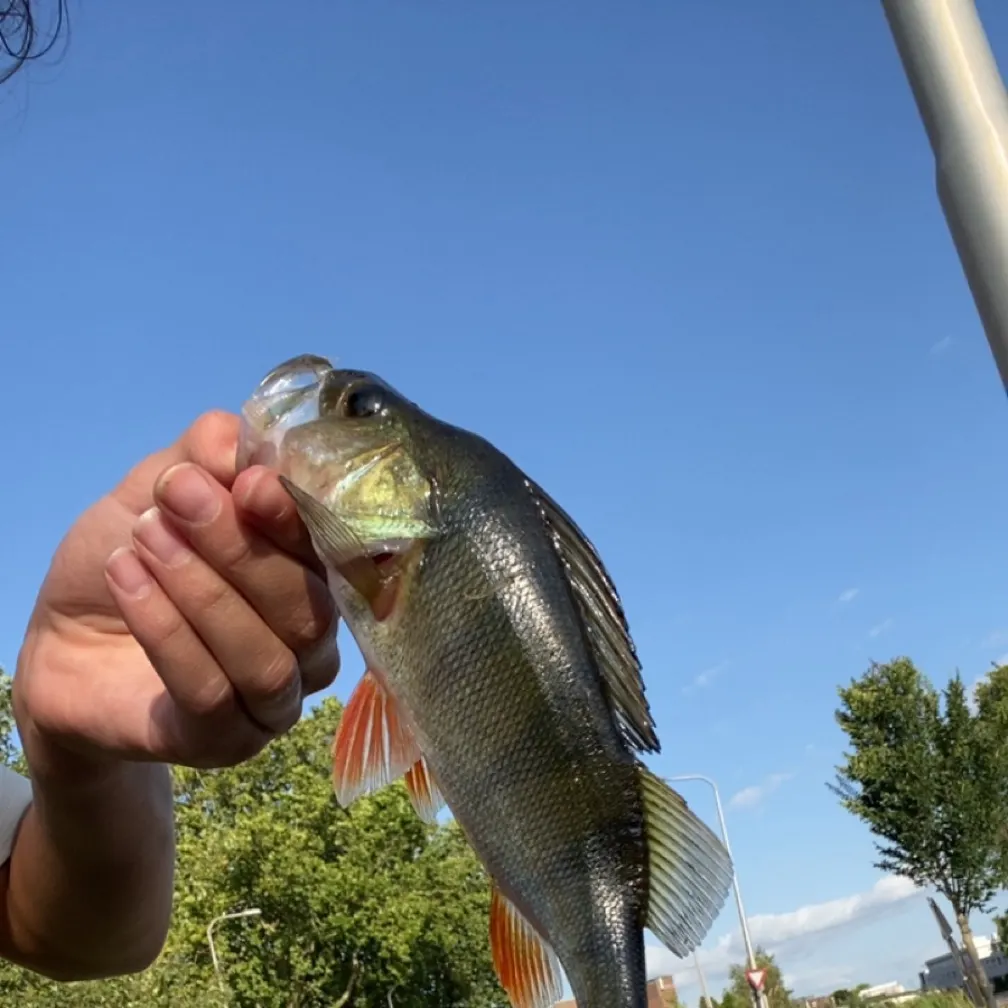 European perch caught on Fishbrain
