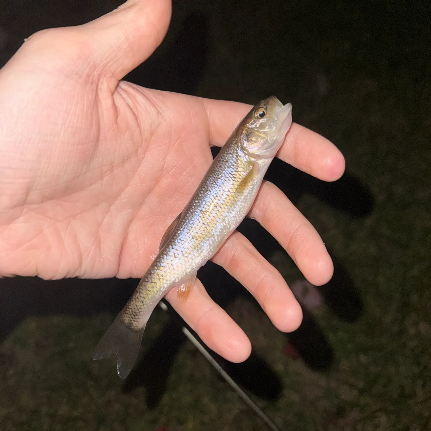 Creek chub caught on Fishbrain