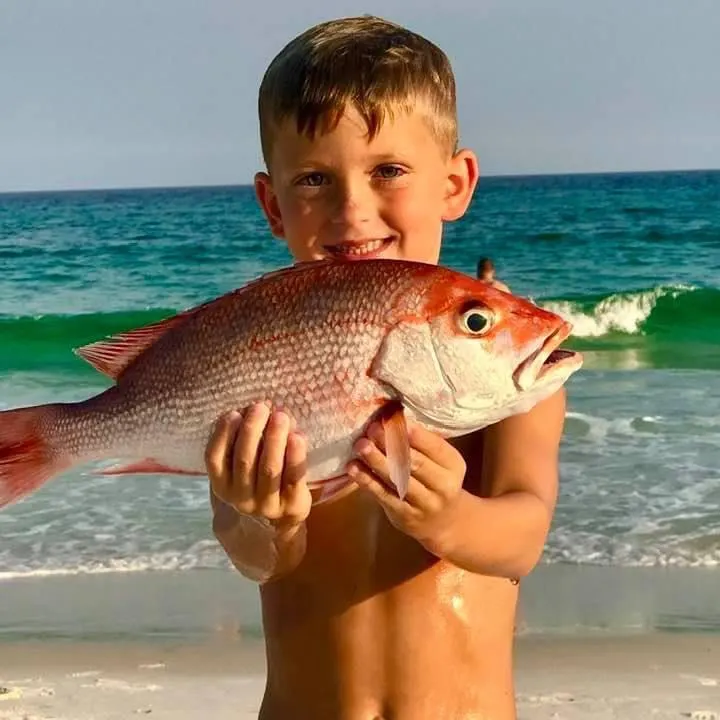 The most recent Northern red snapper catches on Fishbrain