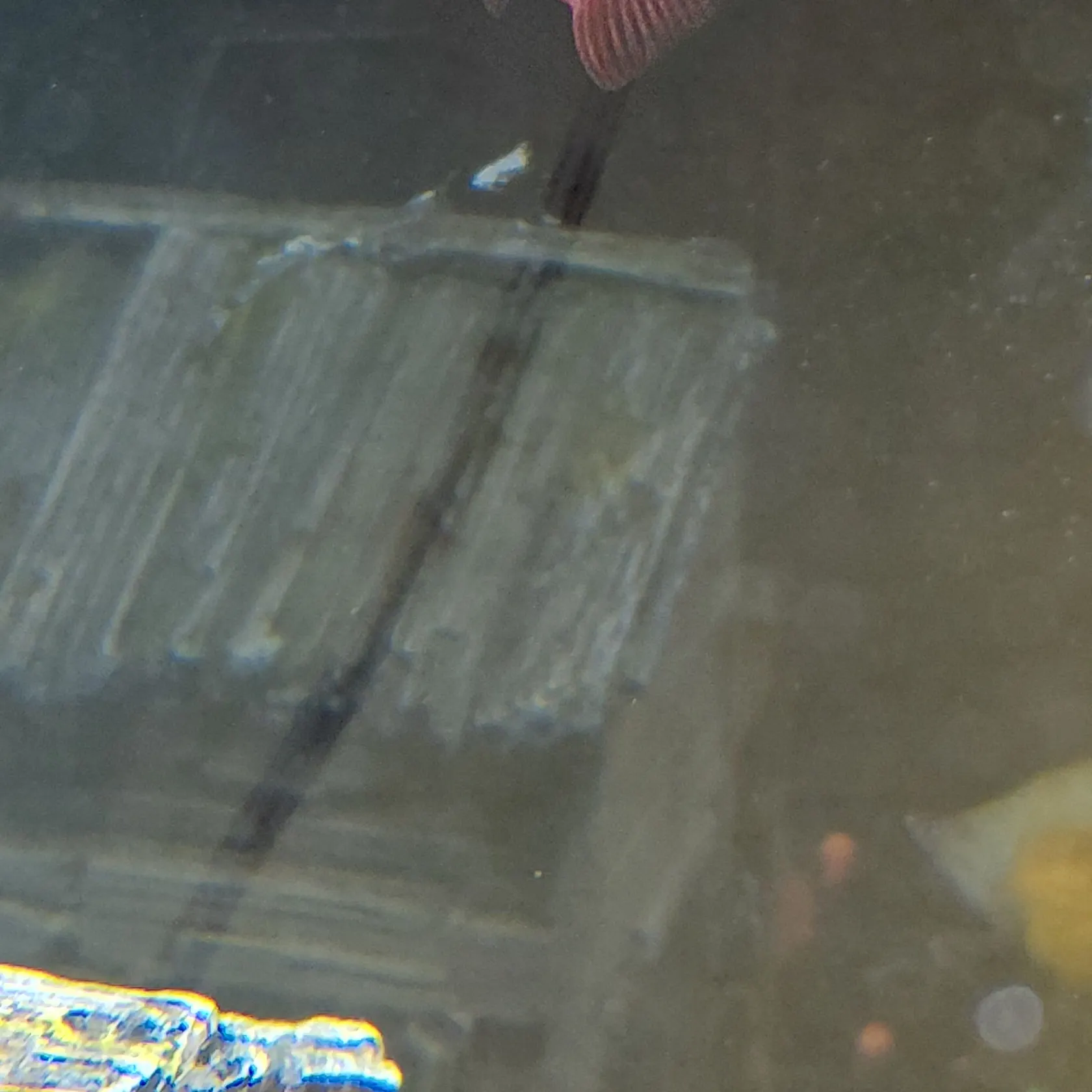 Goldfish caught on Fishbrain