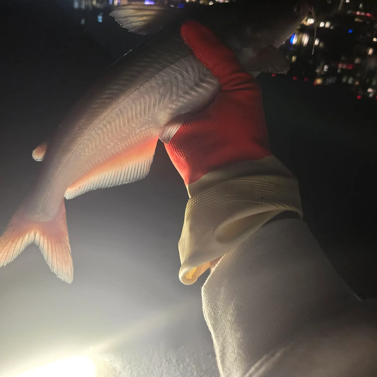 Channel catfish caught on Fishbrain