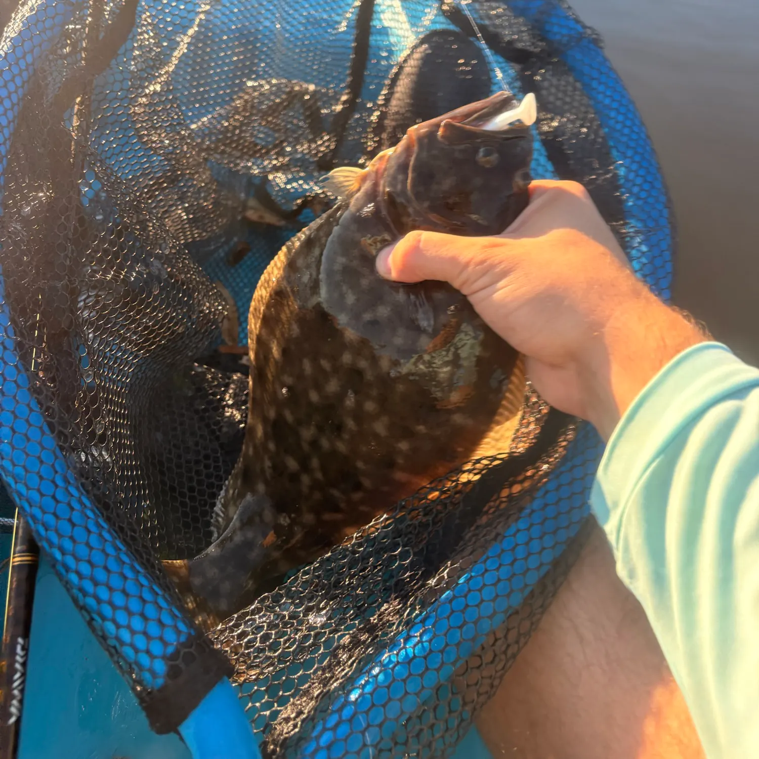 Southern flounder caught on Fishbrain
