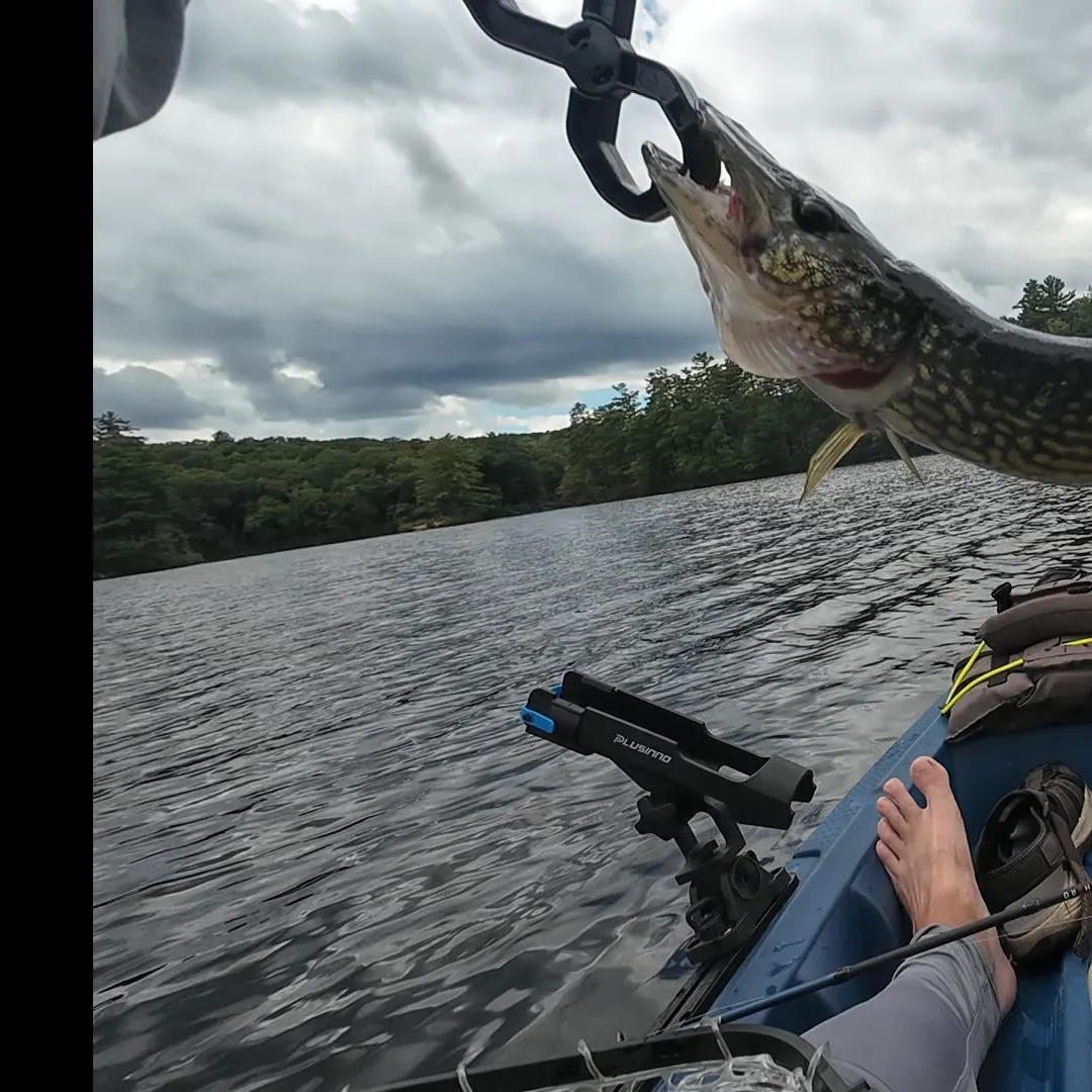Chain pickerel caught on Fishbrain