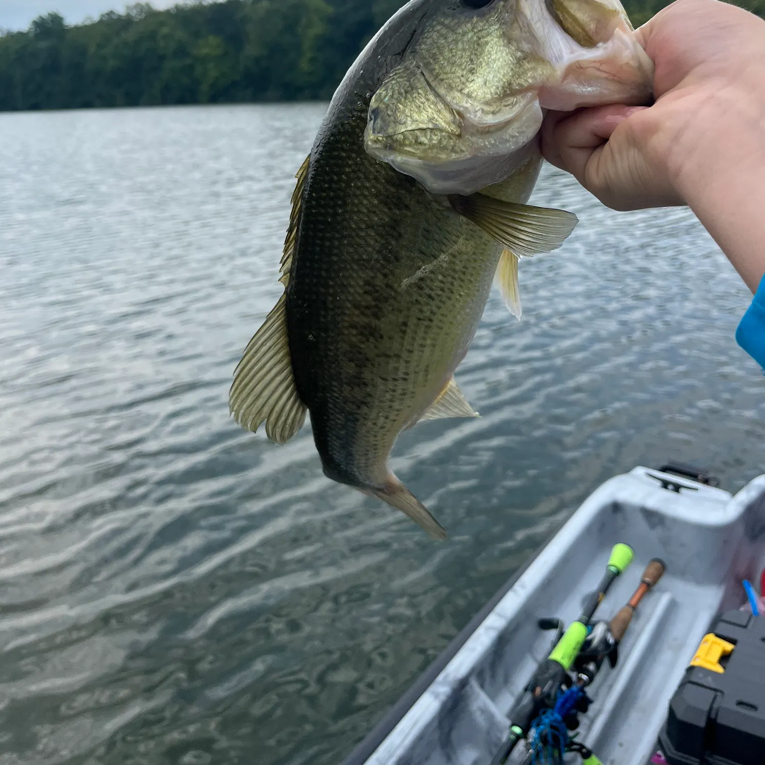 Fish caught on Fishbrain