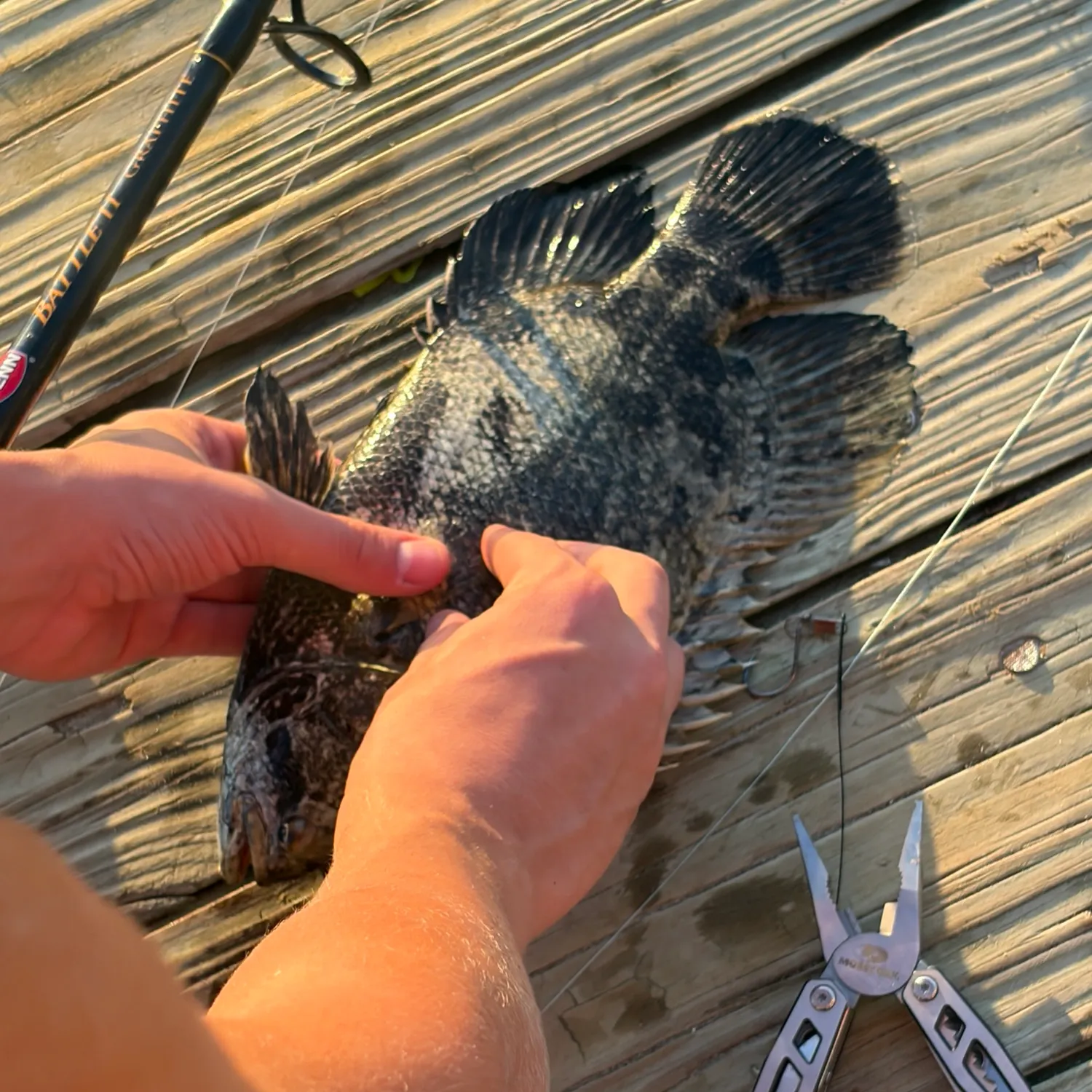recently logged catches