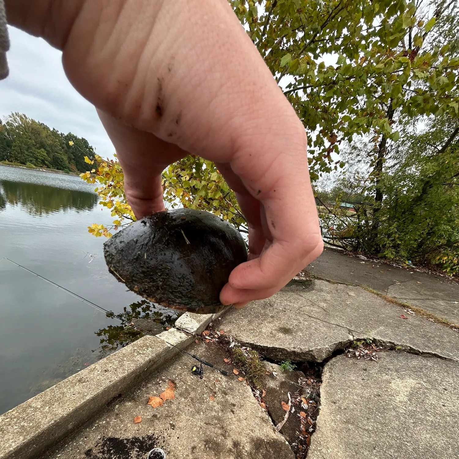 The most recent Pond slider turtle catches on Fishbrain