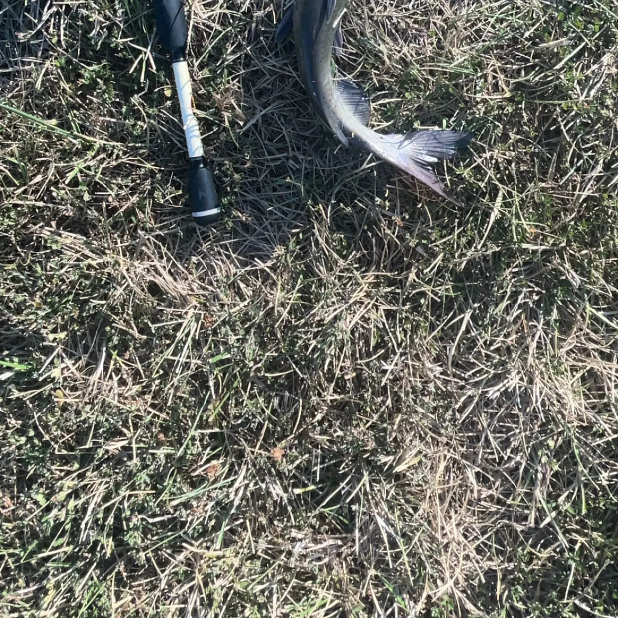 Channel catfish caught on Fishbrain