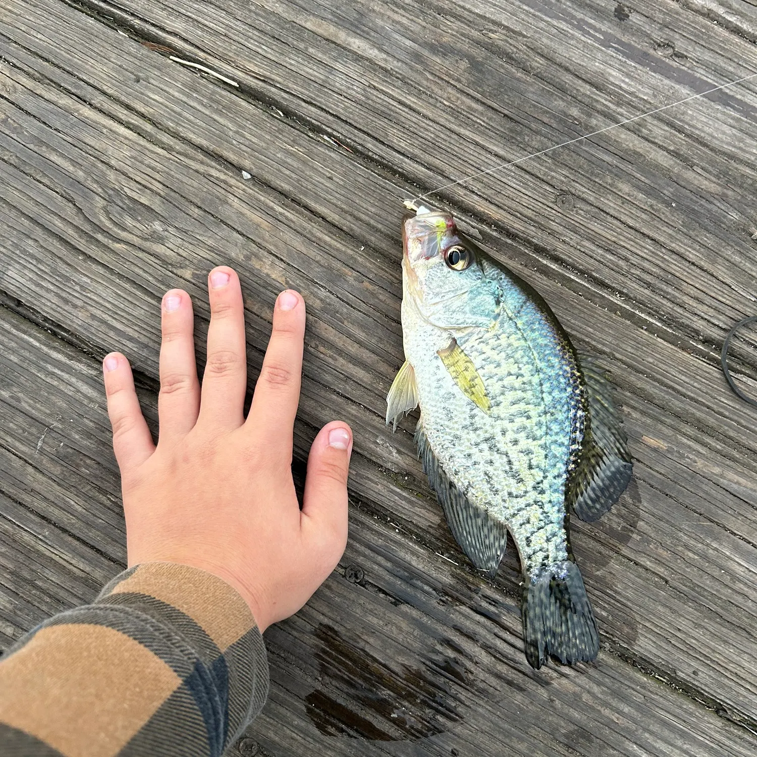 Black crappie caught on Fishbrain