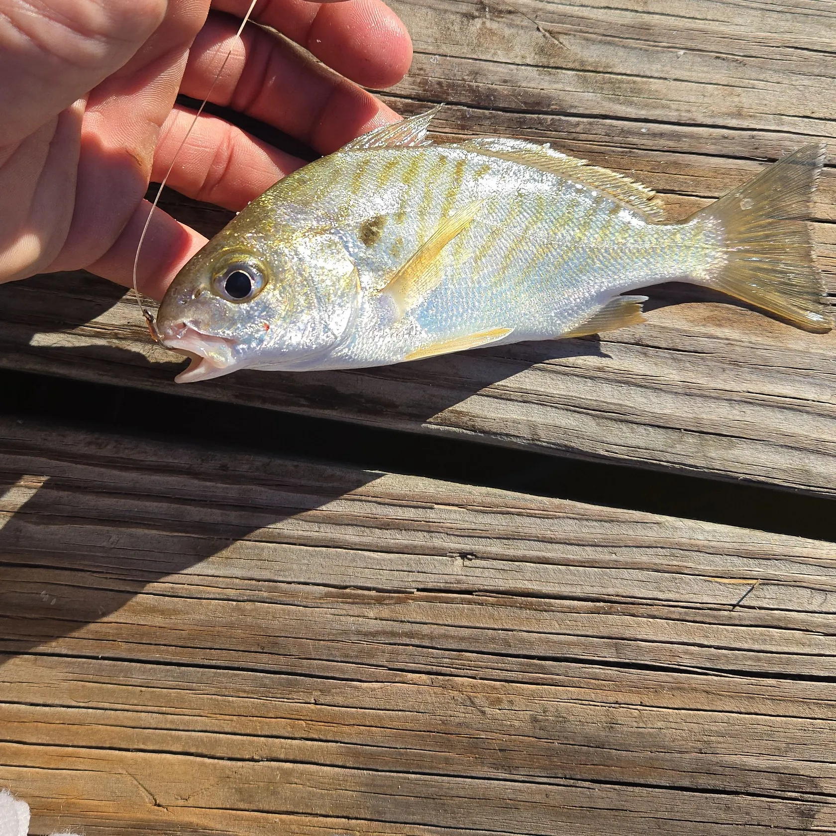 Spot croaker caught on Fishbrain