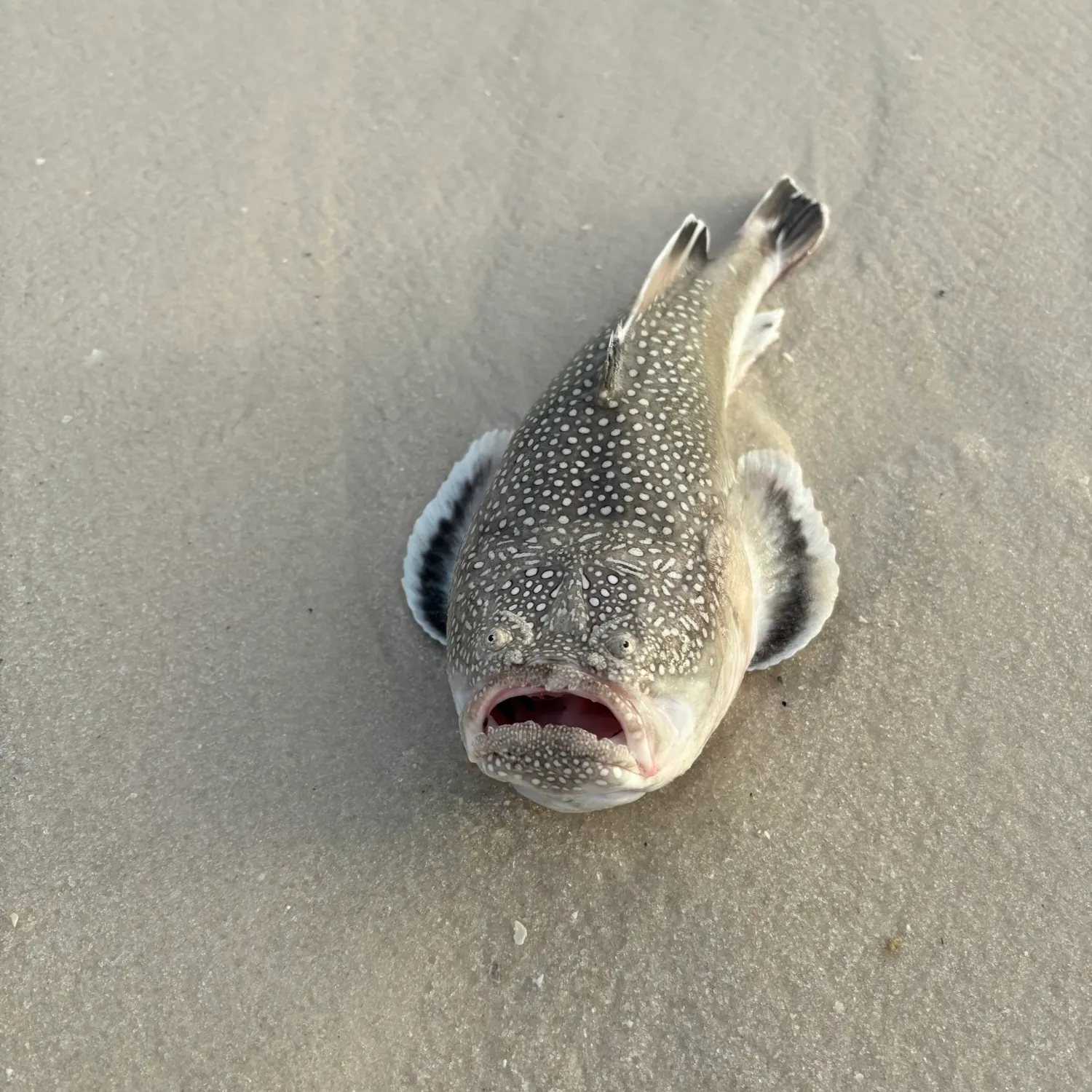 The most popular recent Northern stargazer catch on Fishbrain