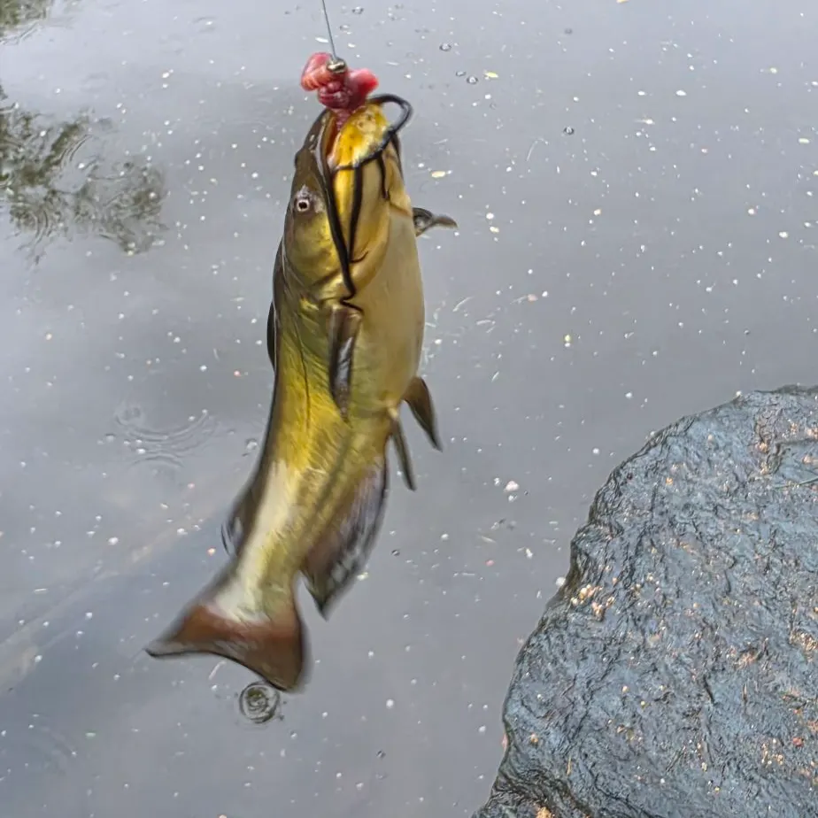 Black bullhead caught on Fishbrain
