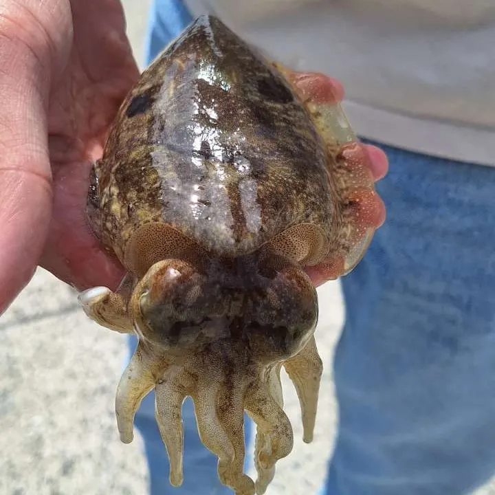 The most recent Bigfin reef squid catches on Fishbrain