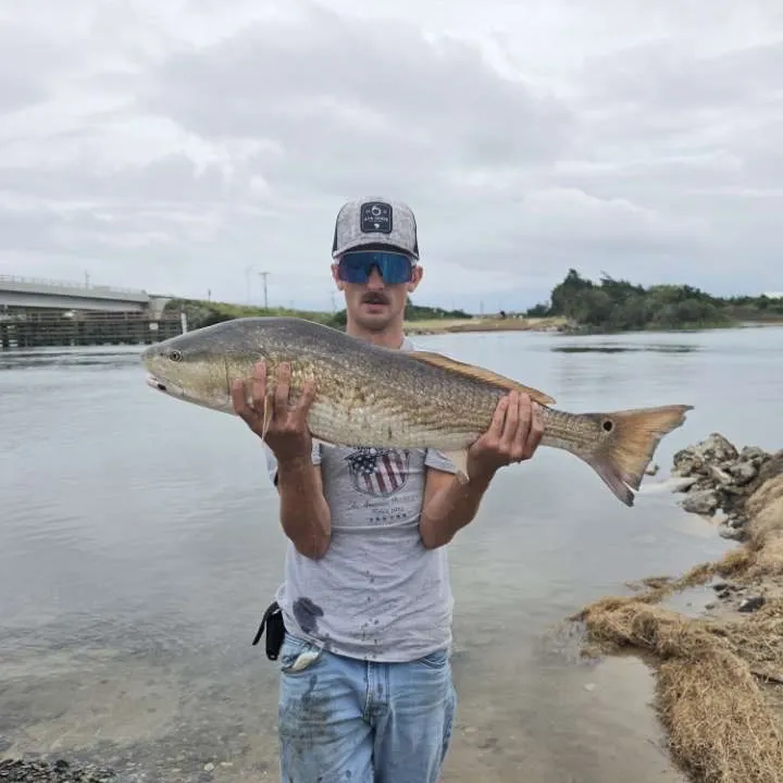 Red drum caught on Fishbrain