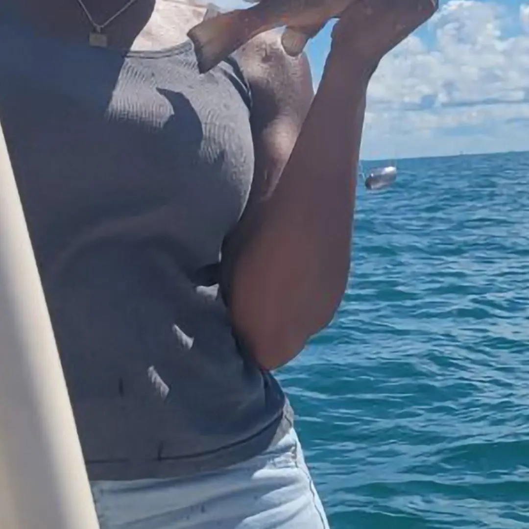The most recent Red grouper catches on Fishbrain
