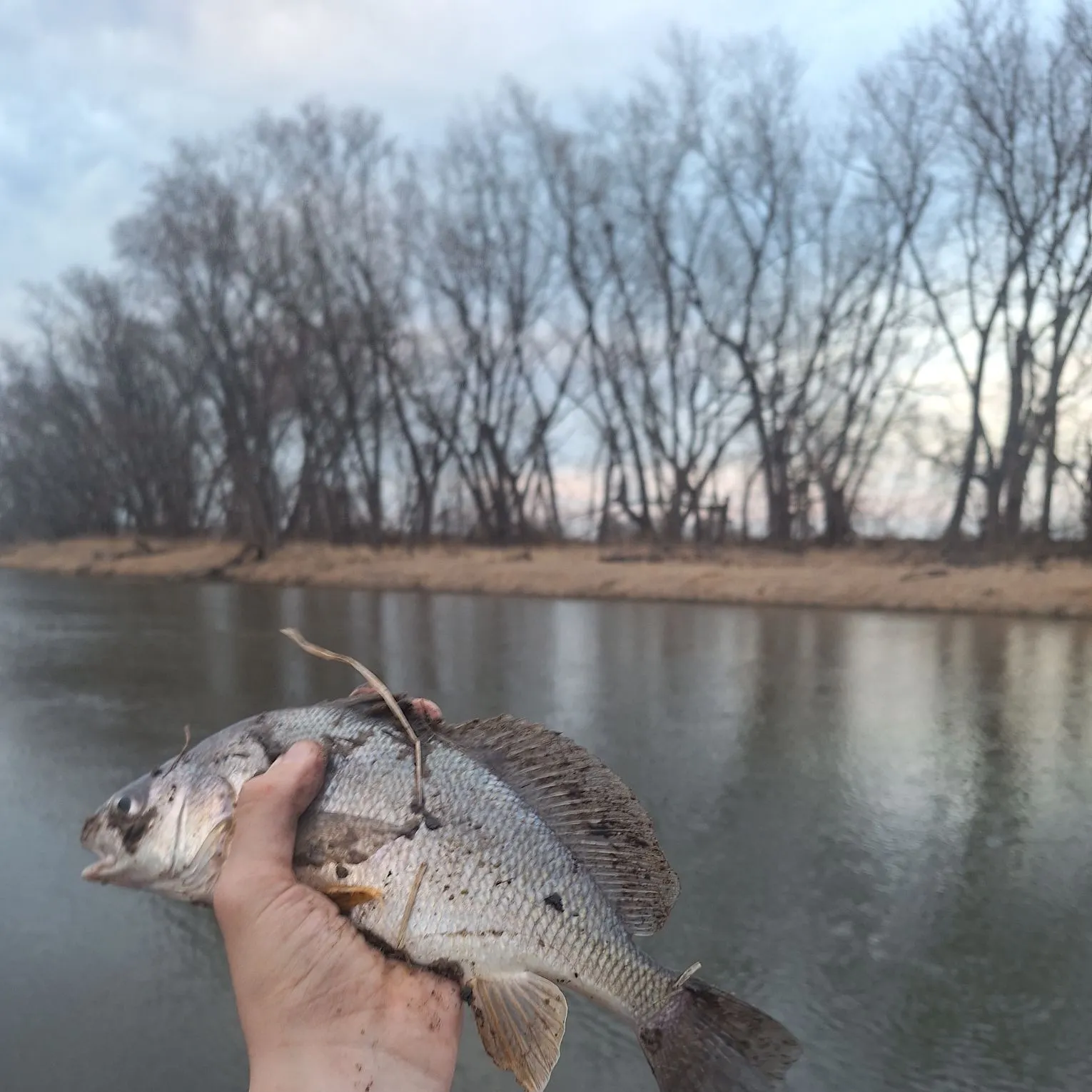 The most recent Freshwater drum catches on Fishbrain