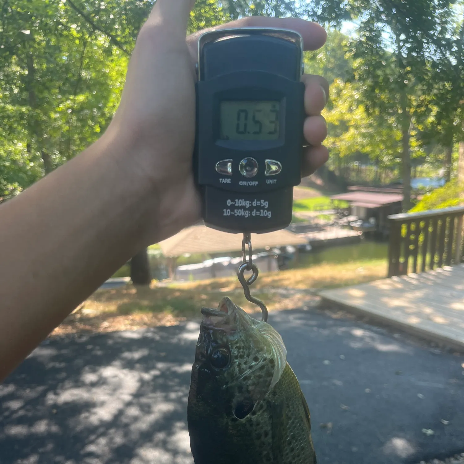 Spotted sunfish caught on Fishbrain
